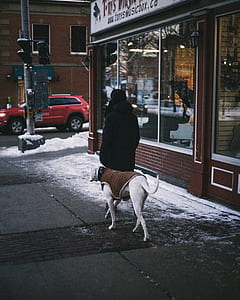 short-coated white dog waling on roag thumbnail