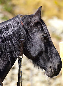 shallow focus photography of black horse thumbnail