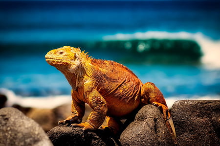 shallow focus photo of brown reptile thumbnail