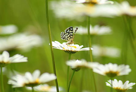 white and black butterfly on white daisy flower thumbnail