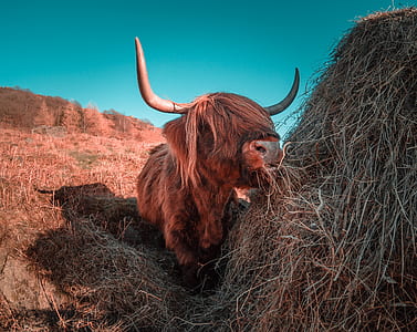 bull eating hay thumbnail
