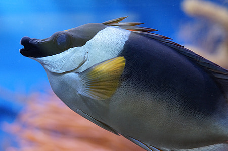 black and white fish thumbnail
