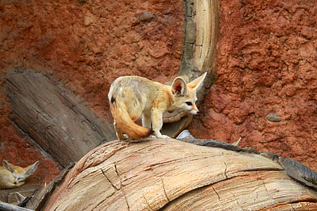 white and brown fox on brown surface thumbnail