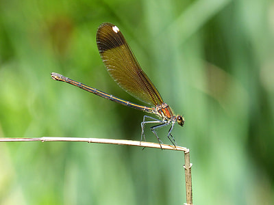 Libella, Black Dragonfly thumbnail