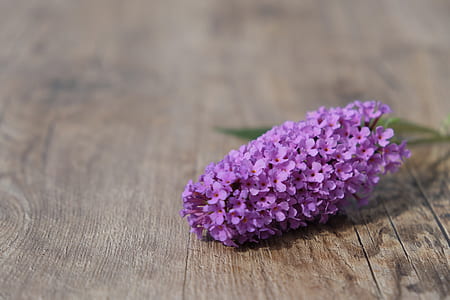 purple verbena flowers on brown wooden surface thumbnail