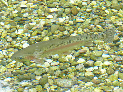 gray fish near stones thumbnail