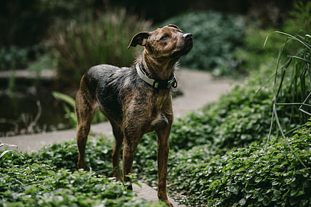 medium short-coated brown and black dog standing on grass thumbnail