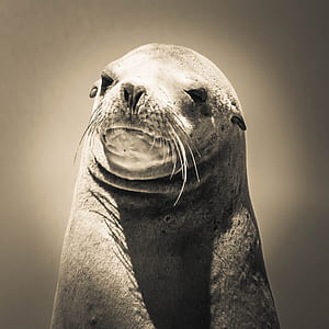 photo of gray seal thumbnail