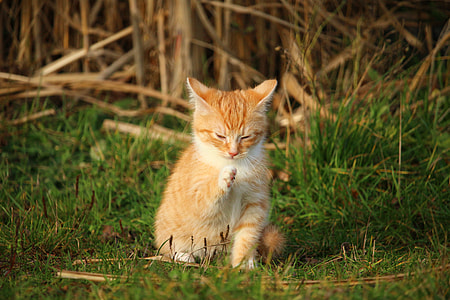 orange tabby cat in green field thumbnail