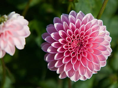 macro shot of pink flower thumbnail