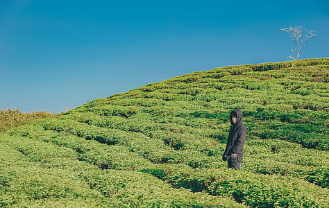 Person Wearing Hoodie Standing On Green Plant Field thumbnail