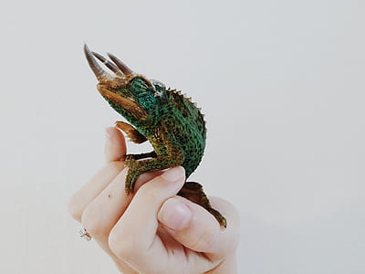 green and brown reptile thumbnail