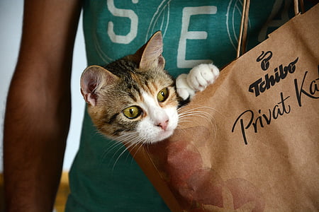 tabby cat inside a Tchibo paper bag held by a person thumbnail