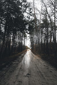 gray concrete road between trees thumbnail