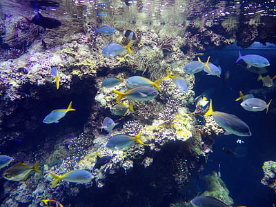 school of blue fish thumbnail