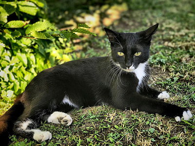 selective focus photography of white and black cat thumbnail