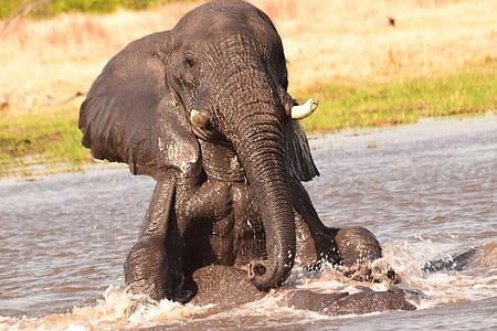 selective focus photography of elephant on body of water thumbnail