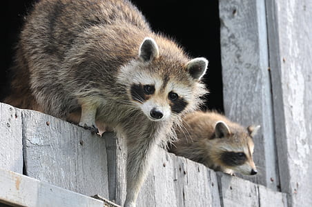 two brown raccoons on gray wooden planks thumbnail
