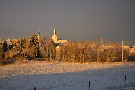 withered trees on snow covered field thumbnail