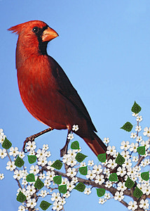 red bird hanging on tree thumbnail