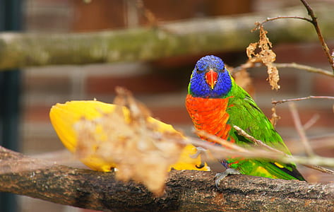 wood, nature, bird, animal thumbnail