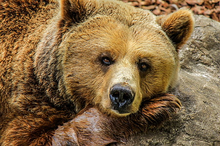 closeup photo brown grizzly bear at daytime thumbnail