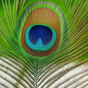 focus photo of peacock feather thumbnail