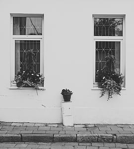 black-and-white, flowers, building, wall thumbnail