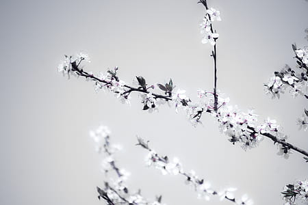 Close-Up Photography of Flower Blossom thumbnail