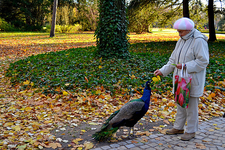 woman feeding peacock thumbnail