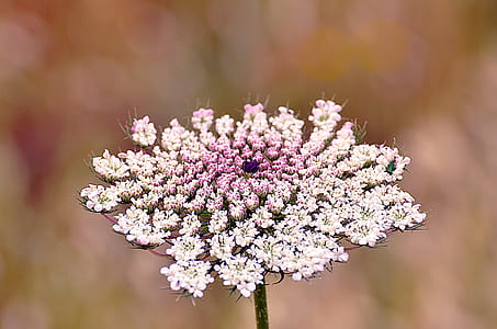 shallow focus photography of white petaled flowers thumbnail