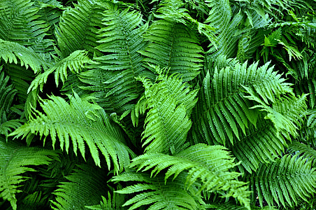 green leafed plant during daytime thumbnail