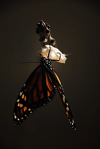 monarch butterfly on tree branch thumbnail