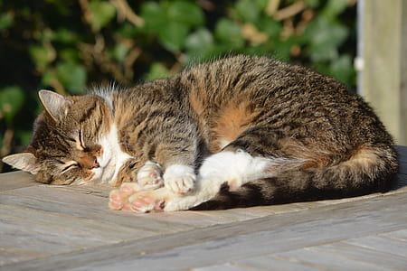 short-haired brown and black cat lying on table thumbnail