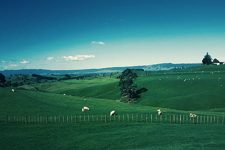 White Furred Animals on Green Grass Field thumbnail