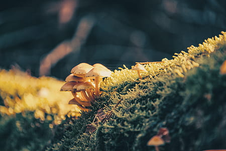 light, moss, blur, autumn thumbnail