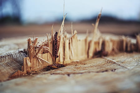 selective focus photography of cut tree thumbnail
