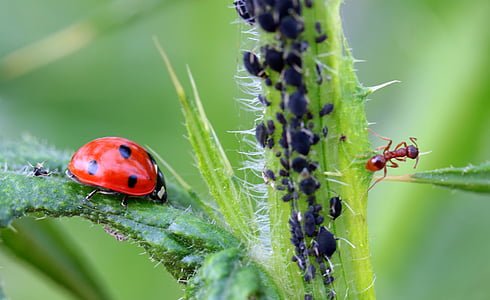 ladybug and brown ant thumbnail