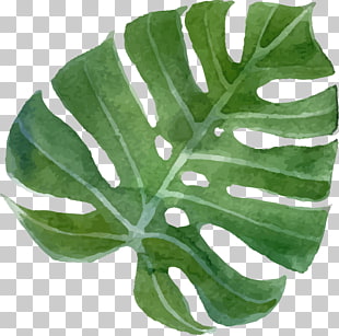 Drawing Flower Tropics Stock photography, tropical flowers, green leaf art PNG clipart