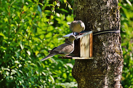 Brown and Beige Short Beak Claw Foot Bird on Bird House thumbnail