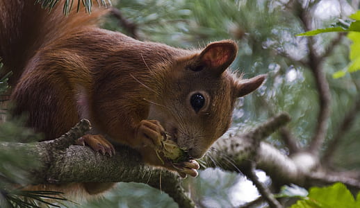 chipmunk on tree branch thumbnail