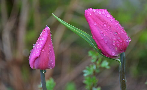 selective focus photography of pink flowers with water drops thumbnail