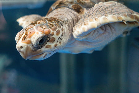 brown and beige turtle swimming underwater thumbnail