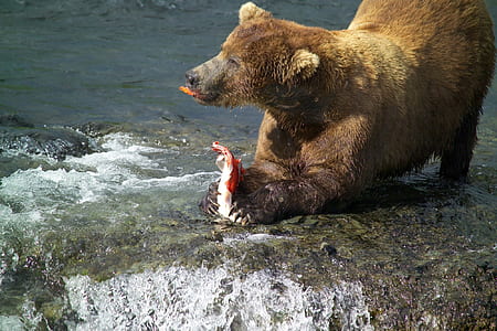 bear holding fish on body of water thumbnail