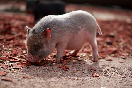 white and gray pig in close-up photography thumbnail