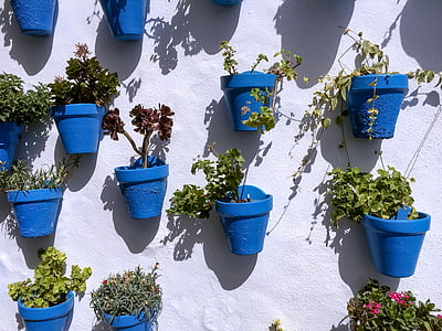 green leafed plants in blue pots on white wall thumbnail