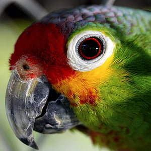 closeup photo of red, yellow, and green parroot thumbnail