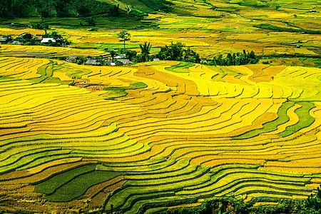 aerial photography of green rice field during daytime thumbnail