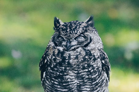 brown and black owl closing it eyes thumbnail