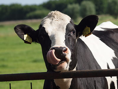 selective focus photography of white and black cow thumbnail
